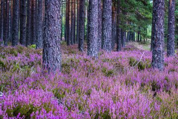 purple flower Eurasian heath, which grows abundantly in pine forests on wild, sandy soils.