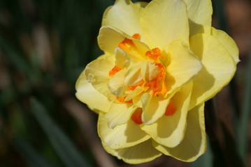 Naklejka na ściany i meble Daffodils