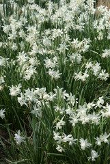 Fototapeta premium Daffodils