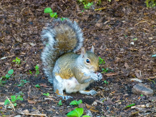 squirrel eating