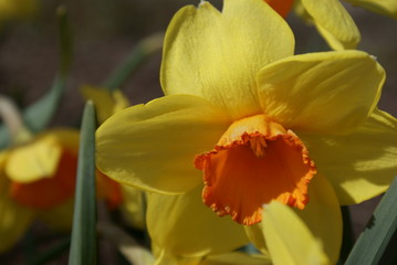 Daffodils