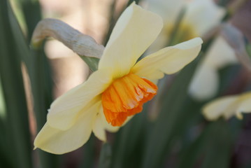 Daffodils