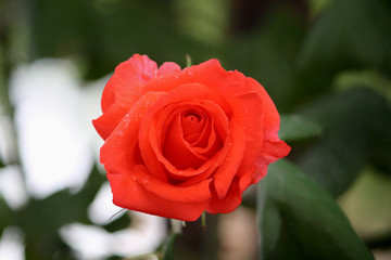 Colorful spring flowers in park