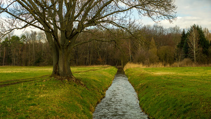 Grüne Wiese mit Wassergraben und Baum