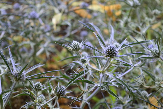 Closeup eryngium amethystinum known as amethyst eryngob with blurred background in summer garden