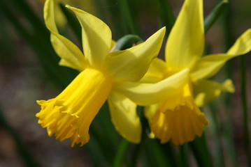 Daffodils