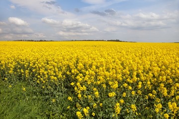 Fototapeta premium Rapeseed, canola or colza field in Latin Brassica Napus