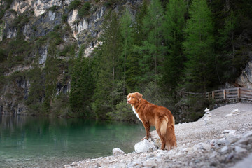 dog at mountain lake . Walk with your pet in the countryside. Ride, adventure. Nova Scotia Duck Tolling Retriever pedigree