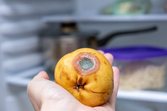 Spoiled, rotten pear from a fridge, moldy expired fruit, proper food storage concept