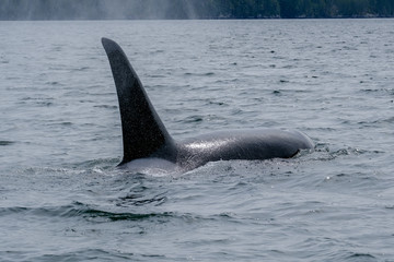 Obraz premium Close-up of killer whale in Tofino , view from boat on a killer whale
