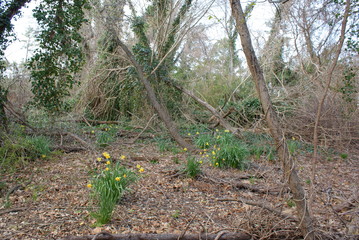 Daffodils