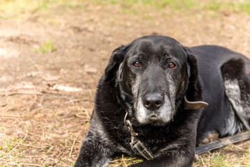 Old sick dog lying on meadow. Sad dog eyes. Abandoned dog. Old age and illness. Sadness.