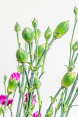Green flower buds of dianthus.