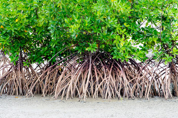 magnificent mangrove