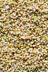 Green buckwheat seedlings background. Raw vegan food concept.