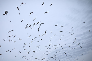 A flock of gulls in Istanbul on a background of blue sky.