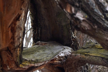 close-up of a tree trunk under the force of nature