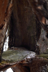 close-up of a tree trunk under the force of nature