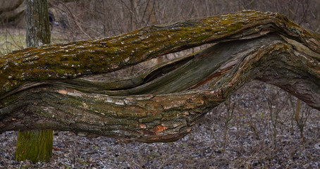close-up of a tree trunk under the force of nature