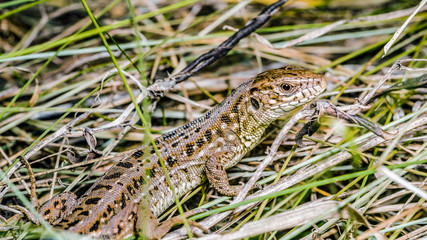 lizard 6