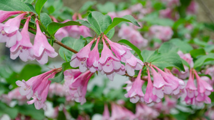 Delicate pink bushes weigela bloom on a city street in summer.
