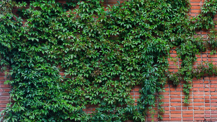 Green fence of parthenocissus henryana. Natural background of girlish grapes. Floral texture of parthenocissus inserta. Rich greenery. Plants in botanical garden.