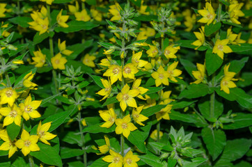 Lysimachia vulgaris flower, the garden loosestrife, yellow loosestrife, or garden yellow loosestrife, blooming in summer