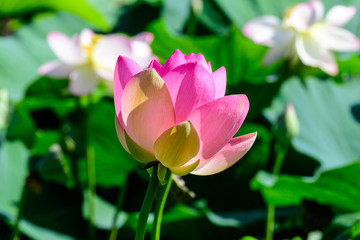 Obraz premium Close up of one delicate white pink water lily flower (Nymphaeaceae) in full bloom on a water surface in a summer garden, beautiful outdoor floral background photographed with soft focus
