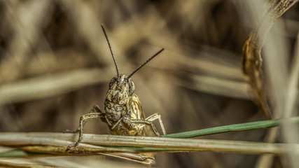 grasshopper 19