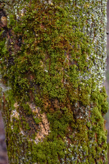 Obraz premium tree bark with yellow and green moss in spring time close-up