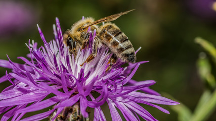 Bee 130