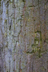 tree bark with yellow and green moss in spring time close-up
