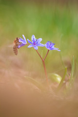 Crimean primroses bluebells with a bee