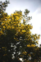 Spring on the Cote d'Azur is a yellow bush of blooming mimosa.