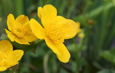 Beautiful bright yellow flowers of the water loving plant Caltha palustris, in close up in a natural outdoor setting. With copyspace to right.