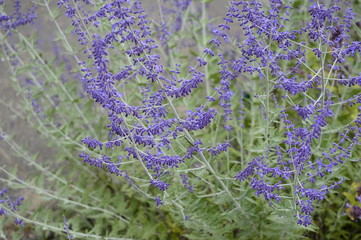 Closeup Perovskia atriplicifolia known as Salvia yangii with blurred background in midsummer and...