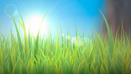 Fototapeta na wymiar Vector closeup sunny grass and sunlight, spring meadow with morning sun