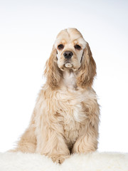 American cocker spaniel dog portrait in a studio with white backgorund.