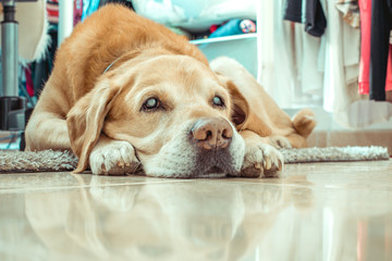 old, blind dog lying on the floor of the dressing room - obrazy, fototapety, plakaty