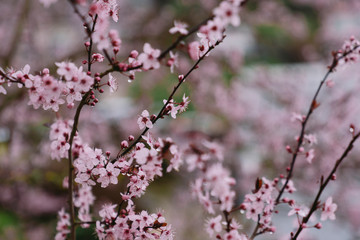 Arbre en fleur au printemps