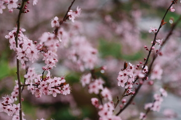 Arbre en fleur au printemps