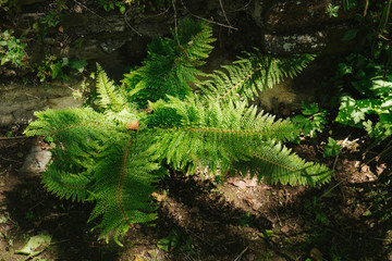 fougère sauvage