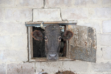 Cow looking out from window of shed on brick wall