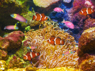 Fototapeta na wymiar Colorful and vibrant aquarium life