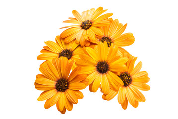 Osteosperumum Flower Daisy