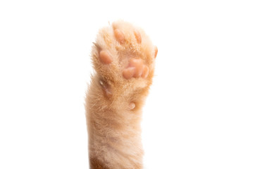 cat paw isolated © ksena32