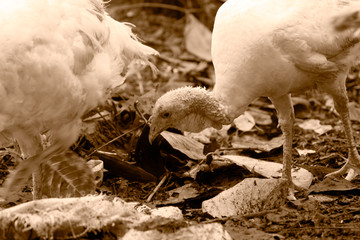 Turkey farm, group of turkeys in the farm.