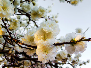 Spring blossom in a tree