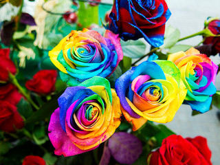Fototapeta na wymiar Multicolored roses