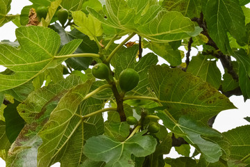 Fig plant with some ripening fruits. The fig tree is an ornamental plant that has edible fruits.